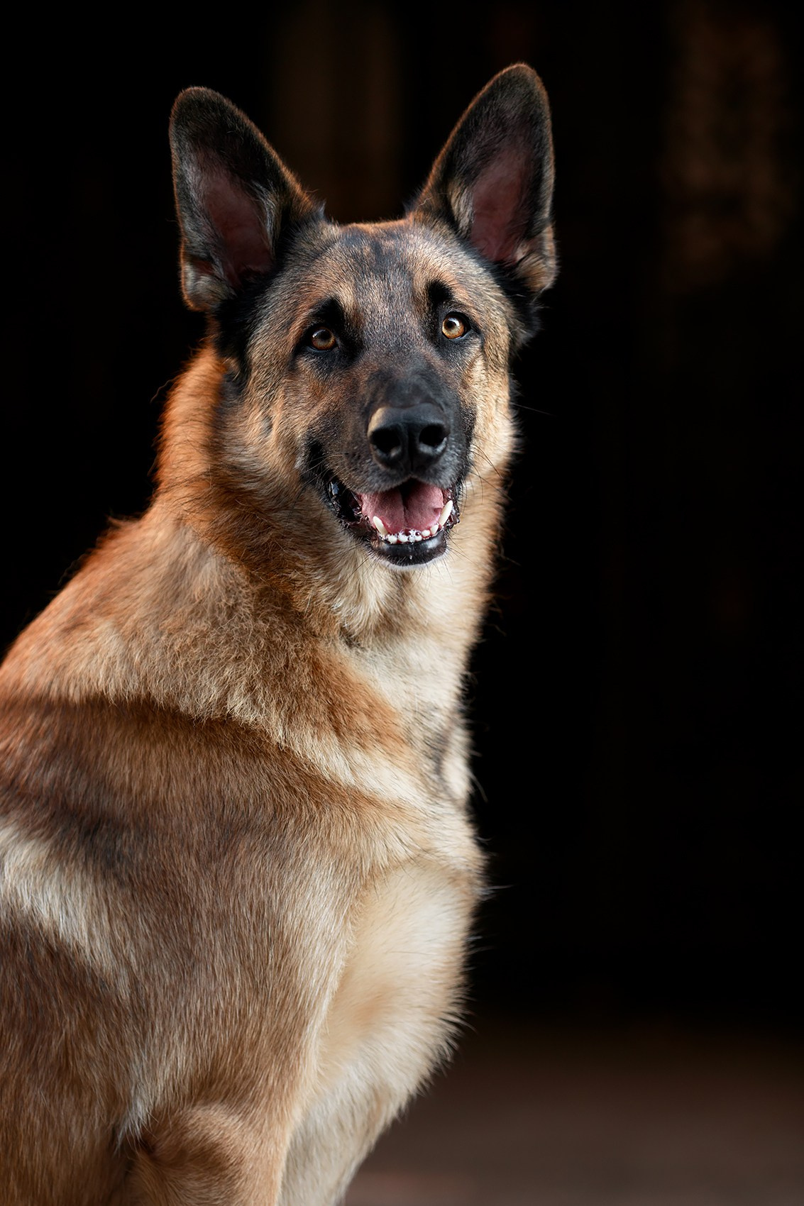 Алена, Кай и Мара. Фотограф-анималист Mary Mart — Москва, Питер