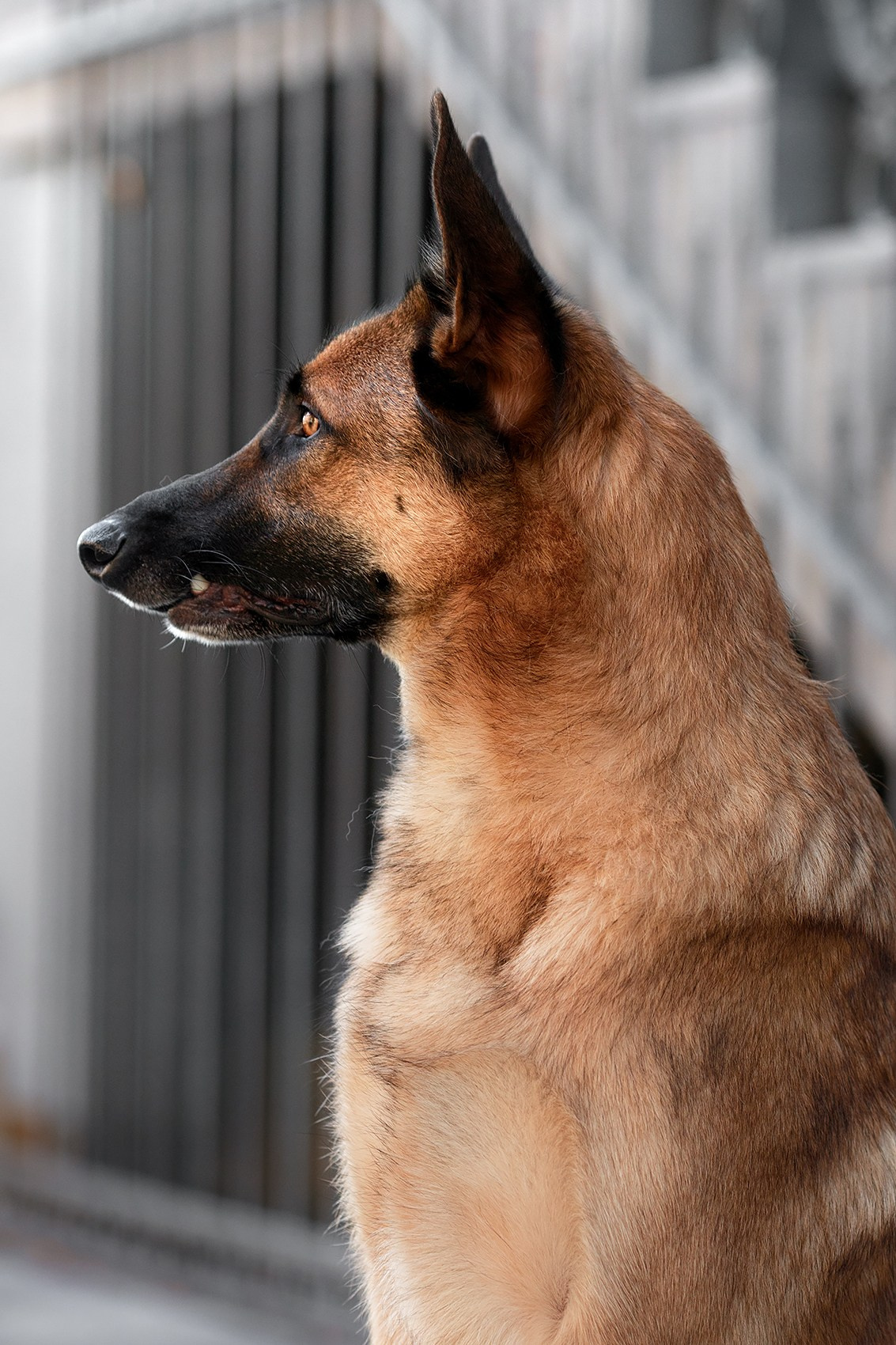 Алена, Кай и Мара. Фотограф-анималист Mary Mart — Москва, Питер