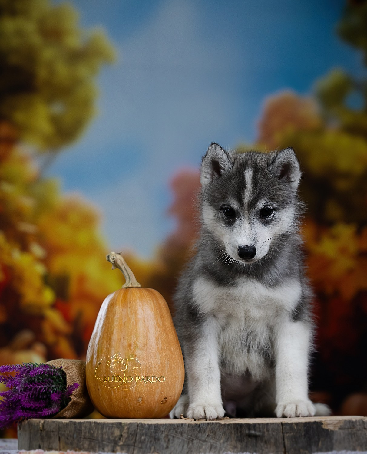 Щенки сибирского хаски из питомника. Питомник собак Акита, Хаски, Корги