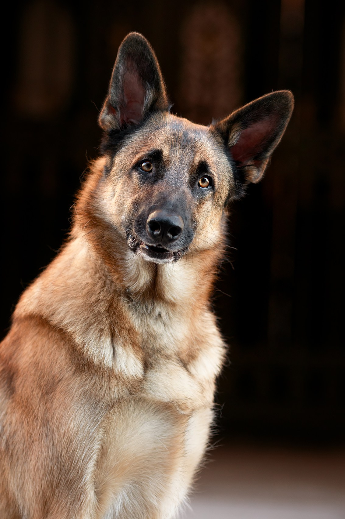 Алена, Кай и Мара. Фотограф-анималист Mary Mart — Москва, Питер