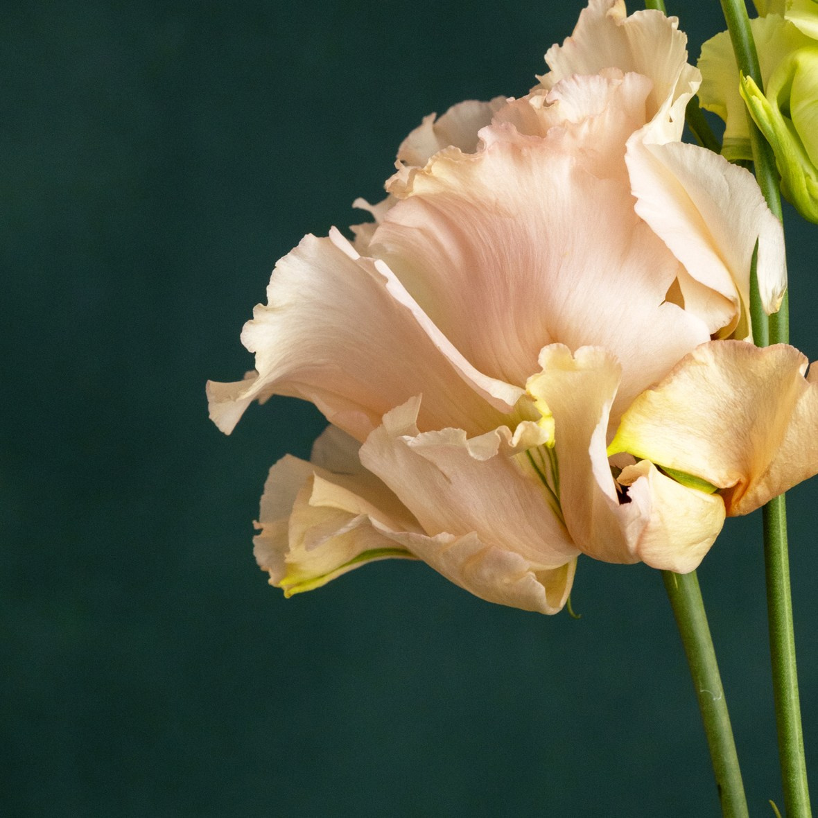 Tender Poise. Author’s fine art prints with international delivery
