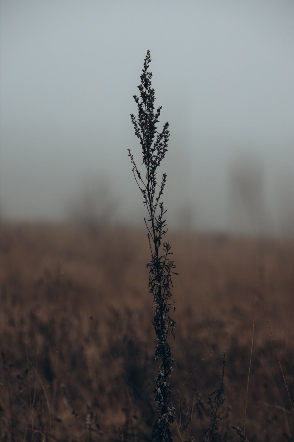 Природные пейзажи. Наталия Клевинскас портретный фотограф в Костроме