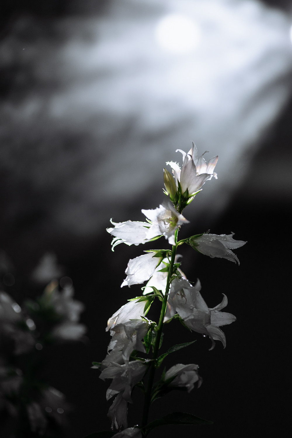 Disney's lovestory. Свадебный организатор Екатеринбург