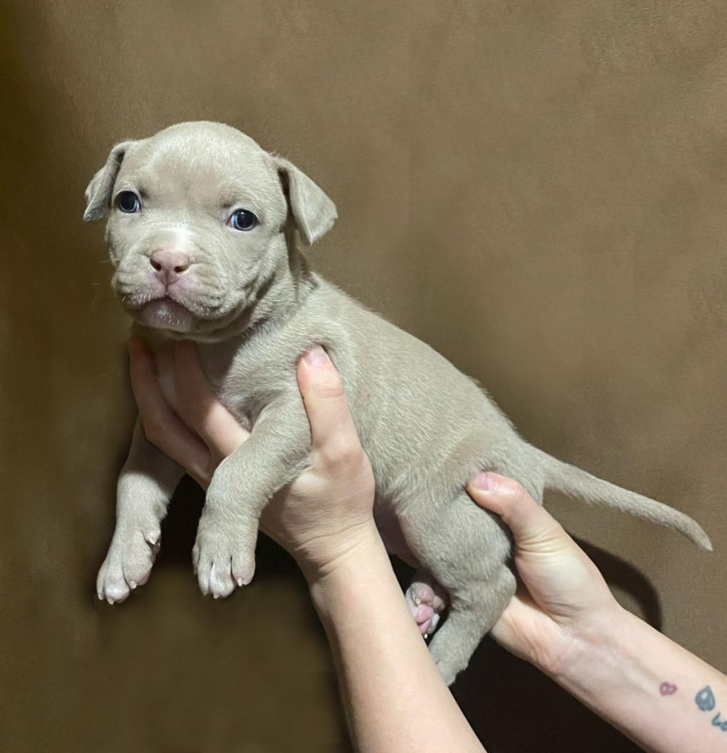 Дети ЕВАНГЕЛИСТА. ПИТОМНИК СОБАК ПОРОДЫ АМЕРИКАНСКИЙ БУЛЛИ