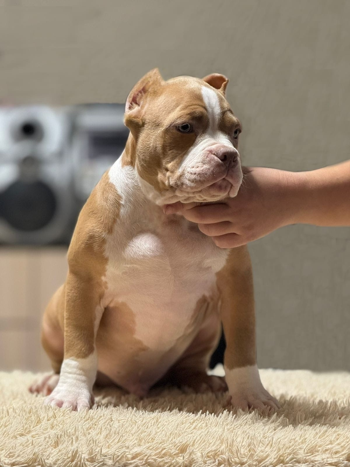 кобель на вязку American Bully в Омске 