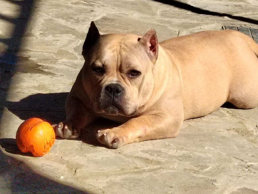 американский булли в палевом окрасе 