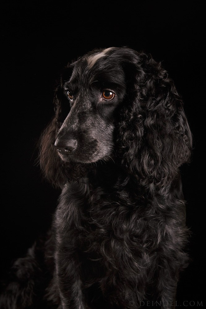Студийная съёмка собак. Фотограф-анималист Natalia Deingel | Фотосъемка собак в Москве
