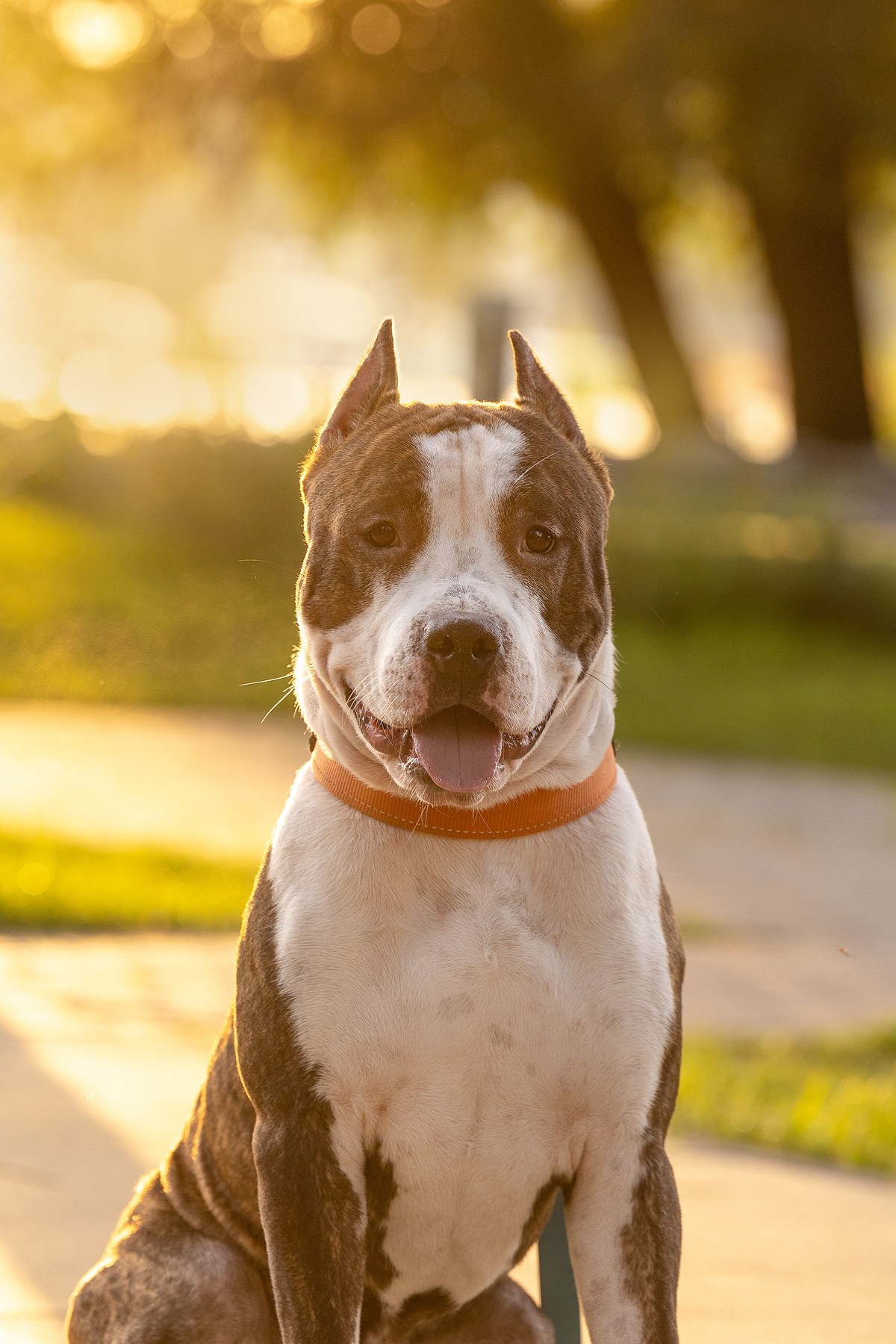 Амстафф Честер и его семья. Фотограф-анималист Natalia Deingel | Фотосъемка собак в Москве