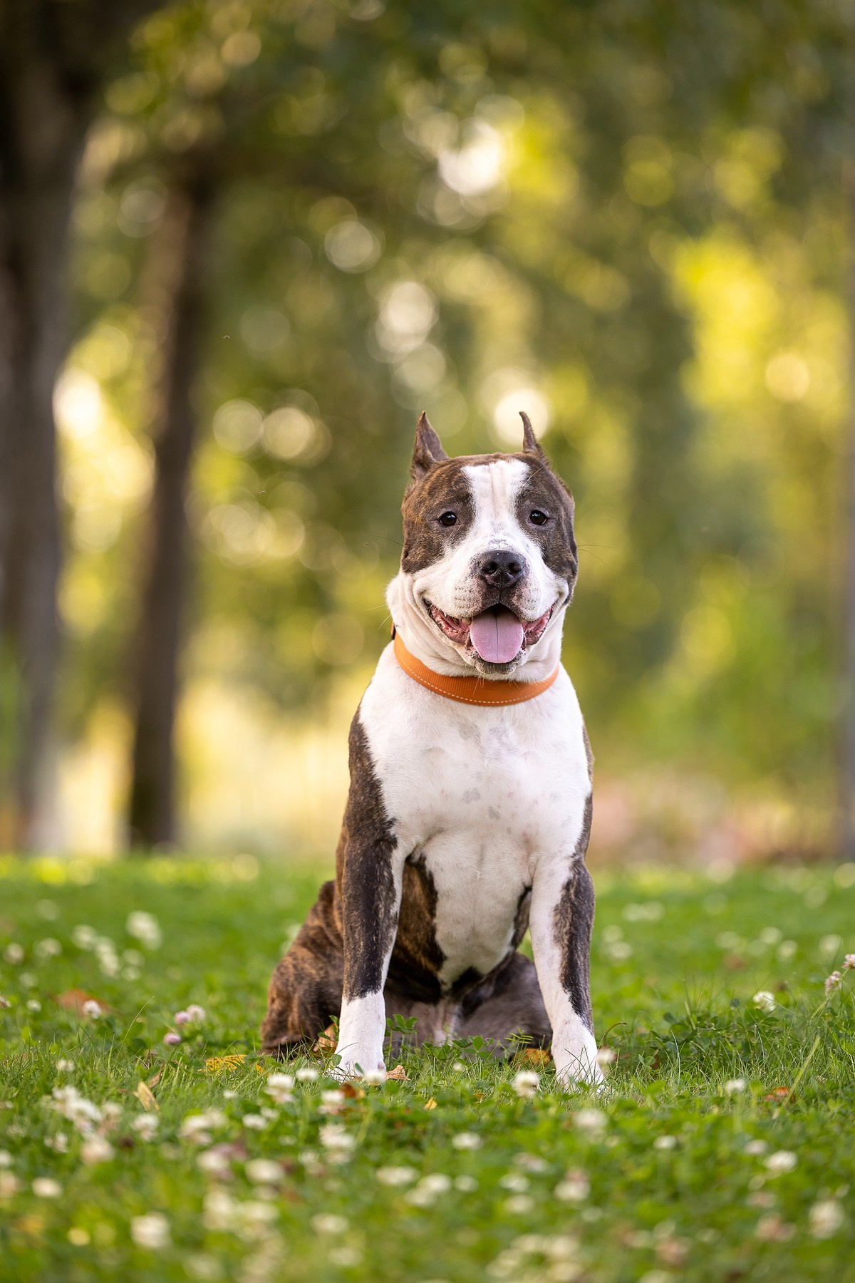 Амстафф Честер и его семья. Фотограф-анималист Natalia Deingel | Фотосъемка собак в Москве
