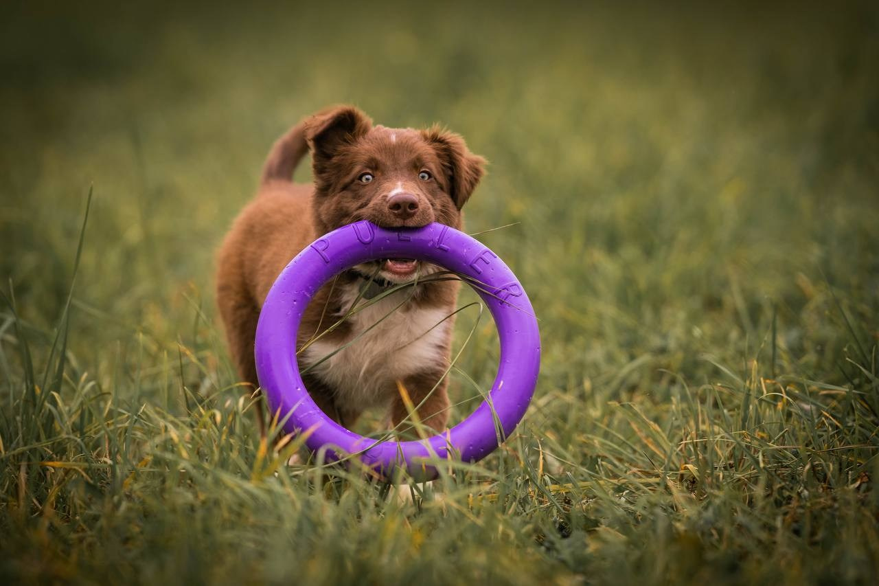 Фритсвит. Семейный фотограф Ефремова Виктория