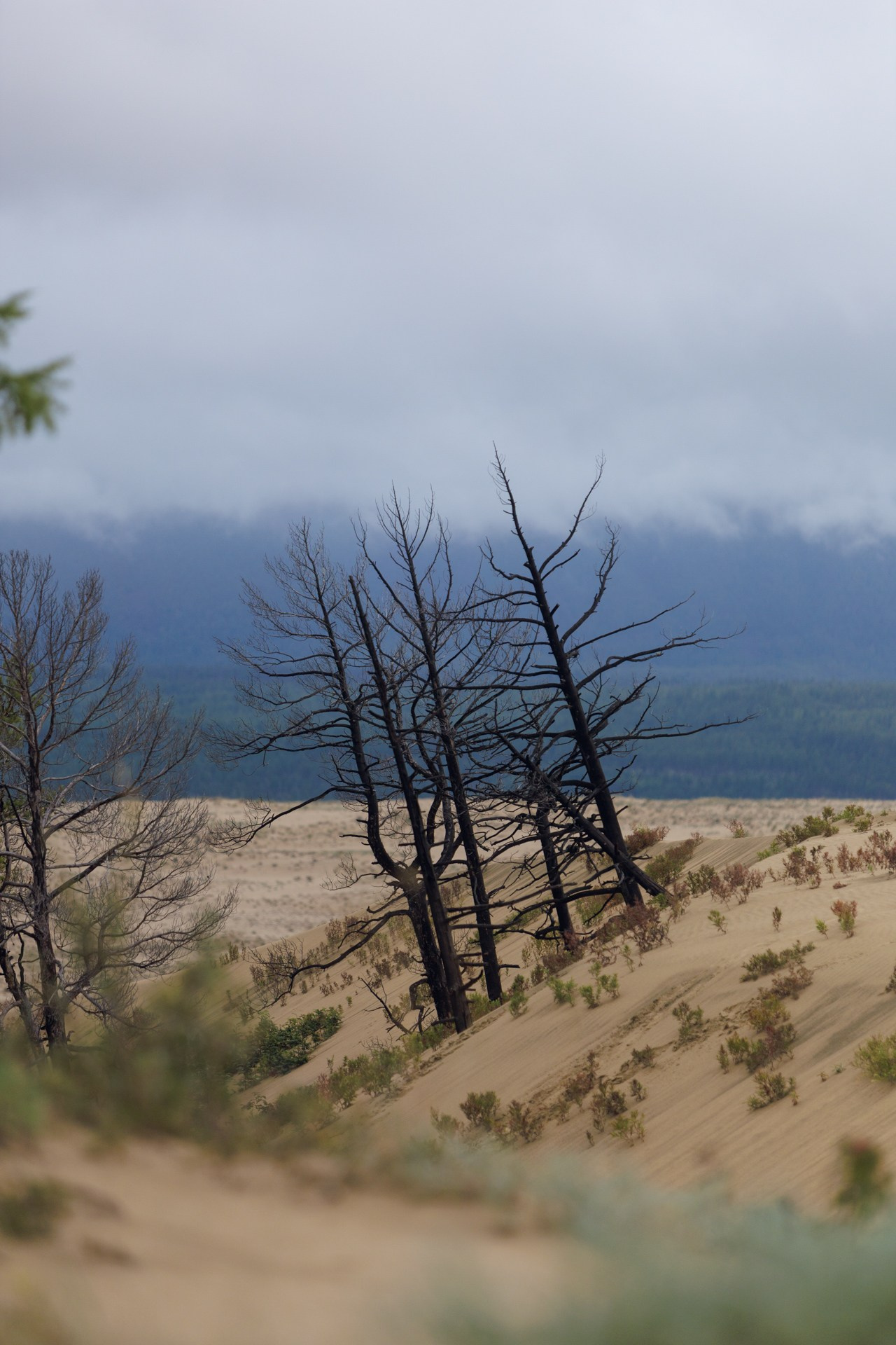 Kodar Ridge Chara Sands