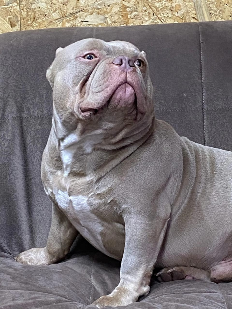 Купить Французского Бульдога Саратов, Купить щенка Французского бульдога Саратов, Питомник Французских Бульдогов Саратов,  Питомник Французский Бульдог Саратов, 