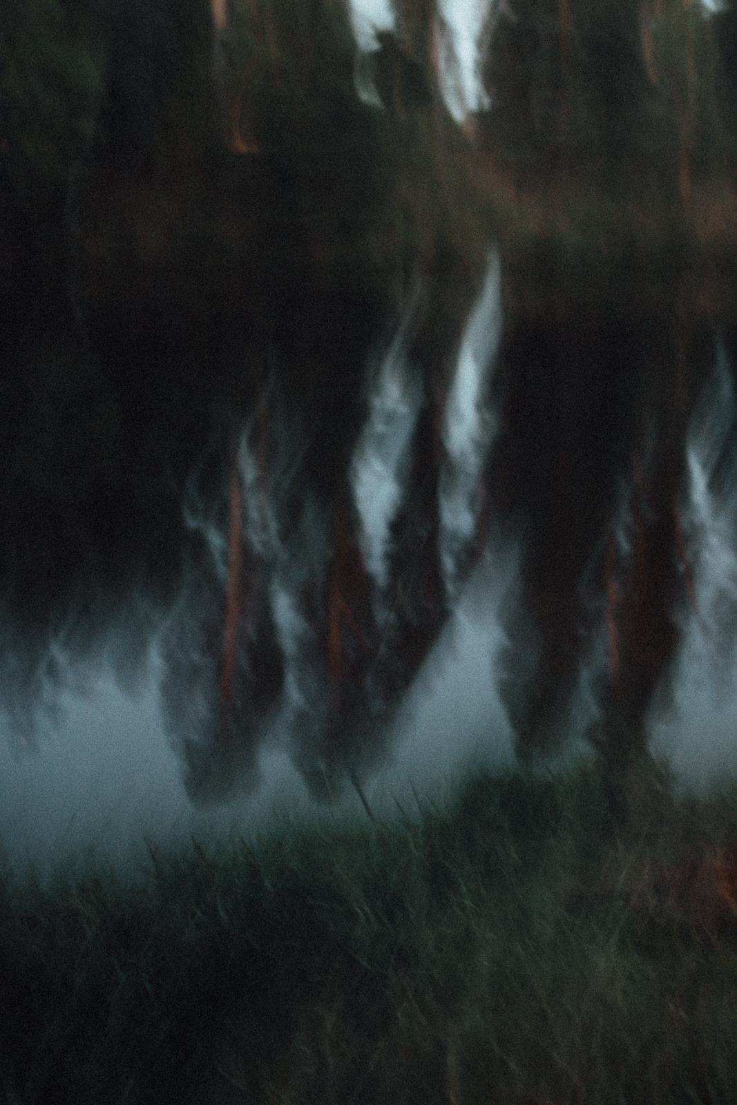 White God (Сергей + Вика и Хейми). Лайфстайл фотограф в Чебоксарах и Санкт-Петербурге Тоня Бекнёва