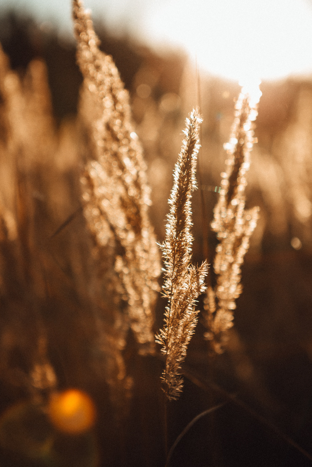 White God (Сергей + Вика и Хейми). Лайфстайл фотограф в Чебоксарах и Санкт-Петербурге Тоня Бекнёва