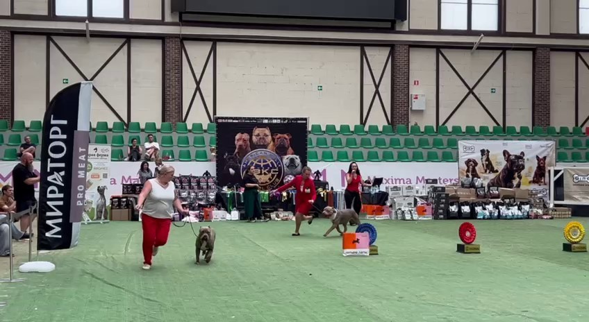 Участие в выставках. Американские булли XL в г. Калининград. Питомник Great Bully UNIVERSE