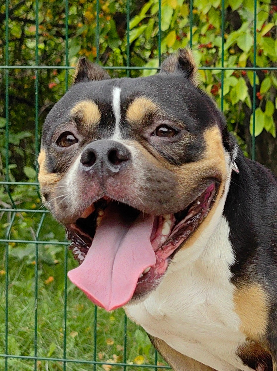 Любимые хвостики