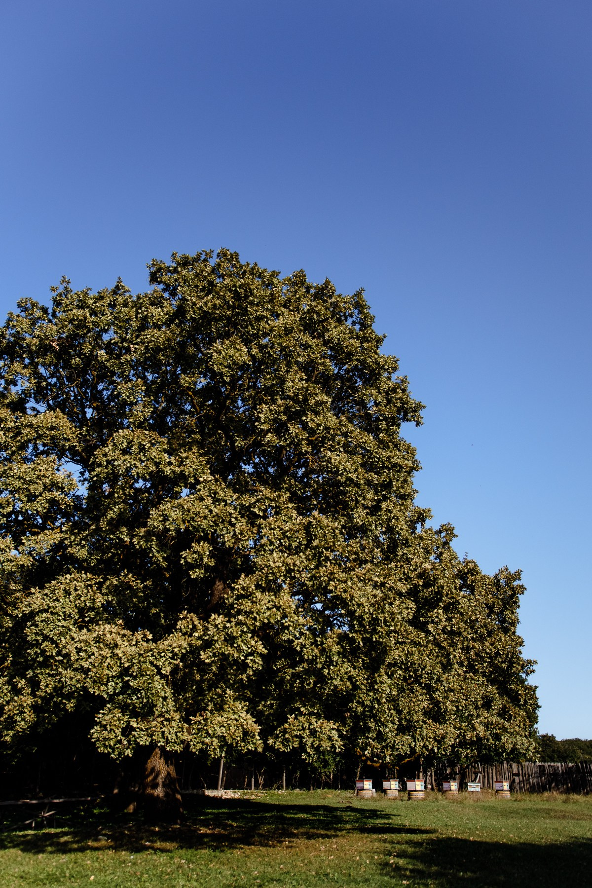 Женя, Вера, Ваня и Ниночка — летние зарисовки. Семейный фотограф Новороссийск, Анапа, Геленджик — Юлия Давыдова