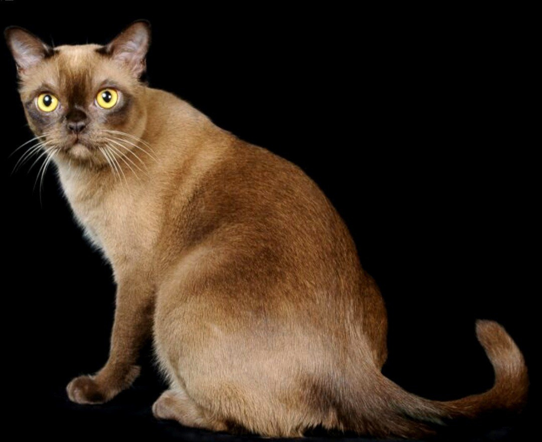 Котёнок американской бурмы. Las Burmas — питомник американской бурмы традиционных линий