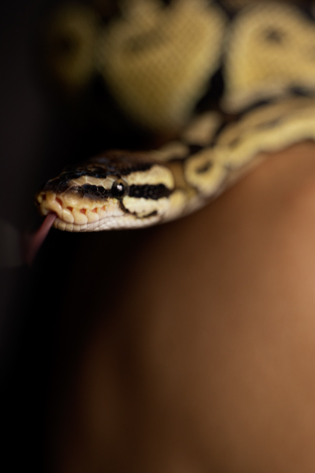 Yana and Naomi. Фотограф Евгения Казакова. Женский и Мужской портреты, Семейные съемки