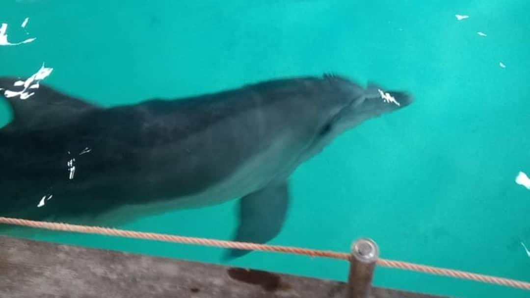 Волшебство в дельфинарии: как мы завершили октябрь улыбками, восторгом и объятиями! 💙🐬