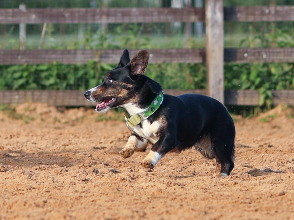 Пастьба. Фотограф-анималист в Москве Кириллова Татьяна