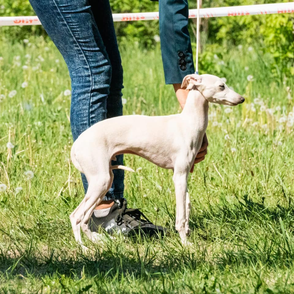 Asti Sapphire Tsezar Ruier Empire. Профессиональный питомник левреток РКФ/FCI ASTI SAPPHIRE 💎 Сочи|Санкт-Петербург