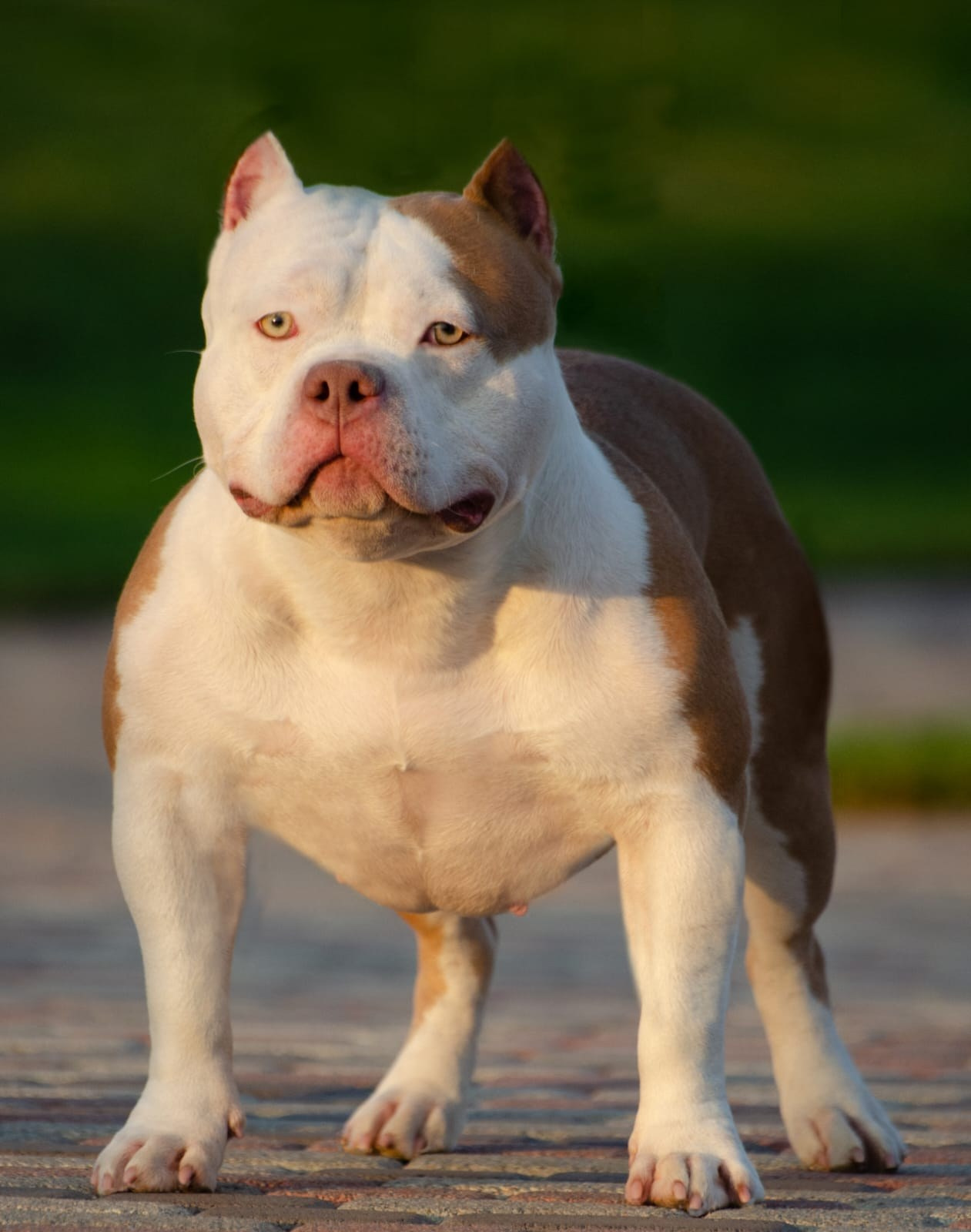 American Bully в рыжем окрасе 
