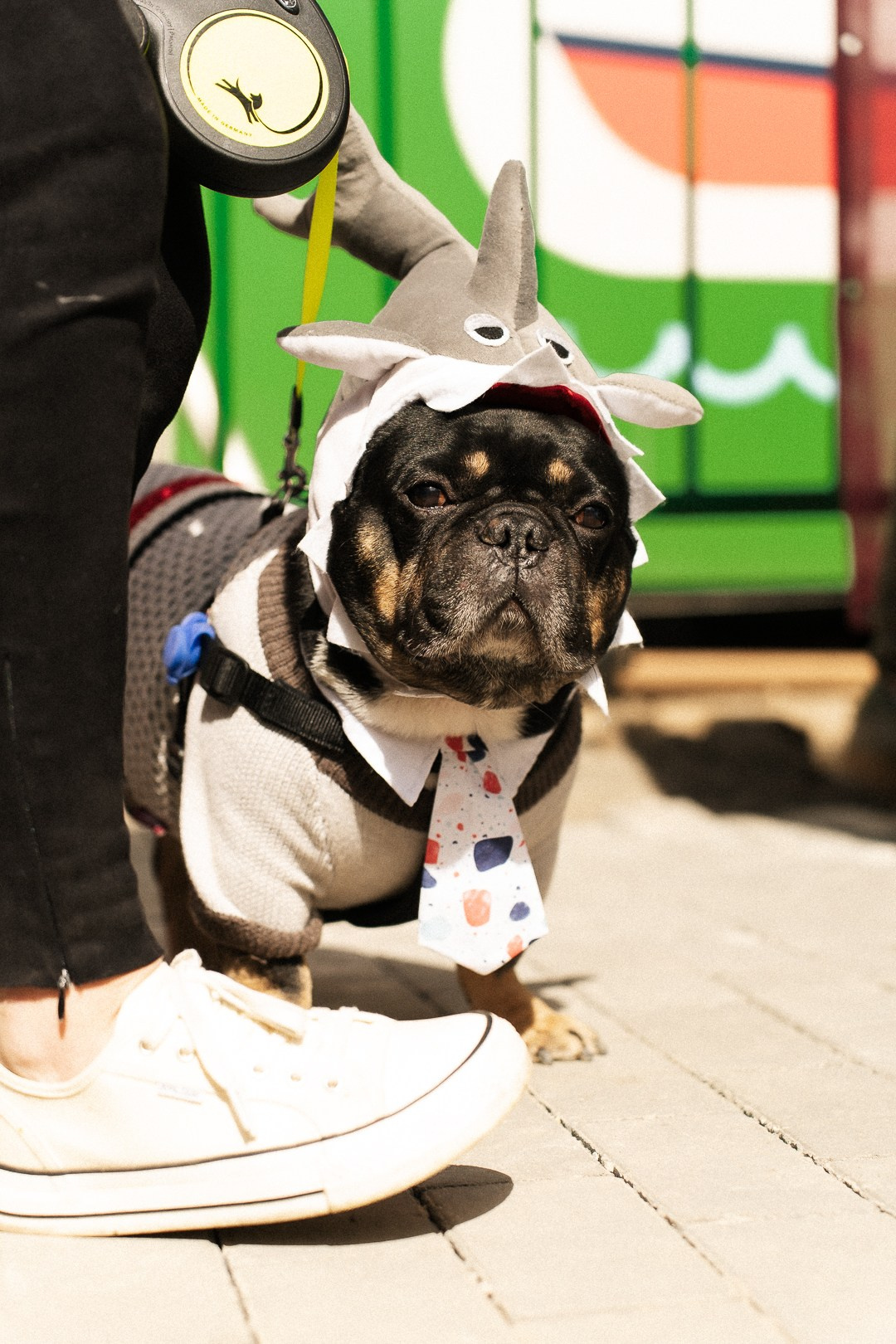 Парад Бульдогов. Axenov_eugene