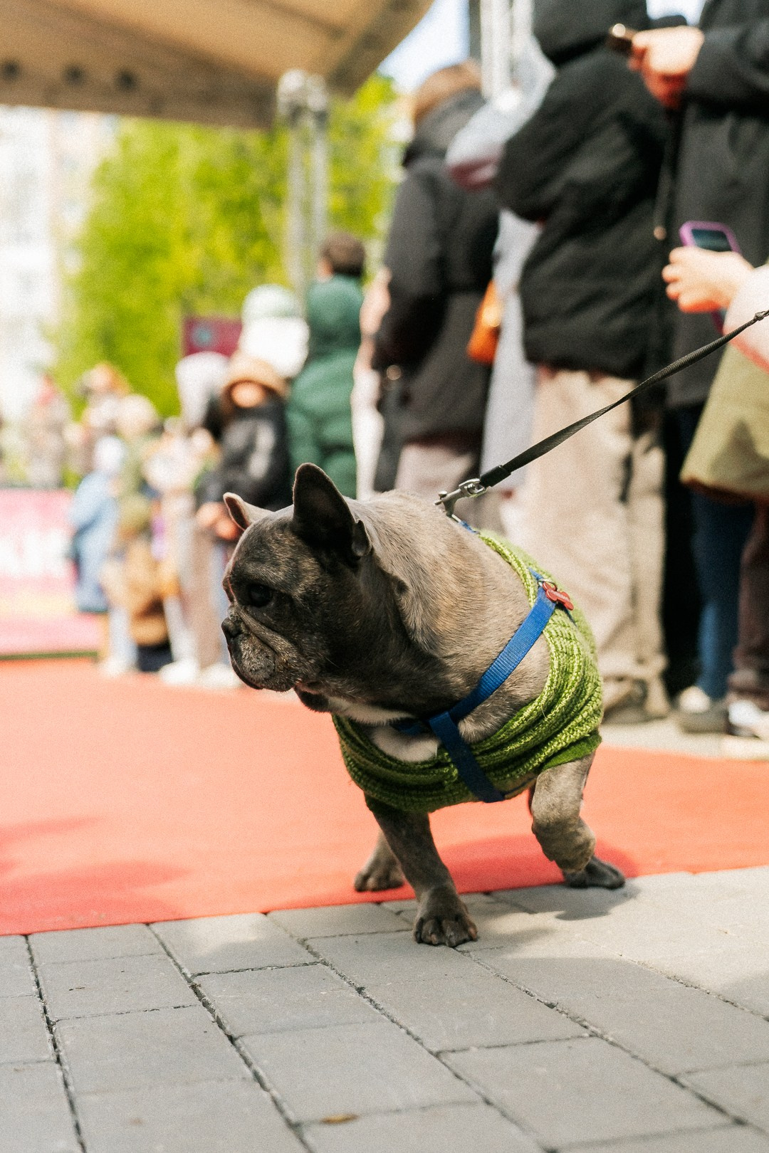 Парад Бульдогов. Axenov_eugene