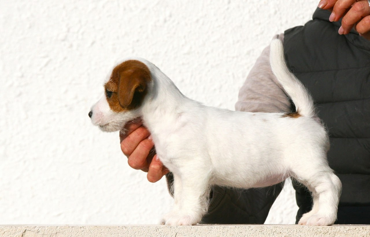 Female 1 brocken not available at this moment. Lovely-Orange питомник джек рассел терьеров