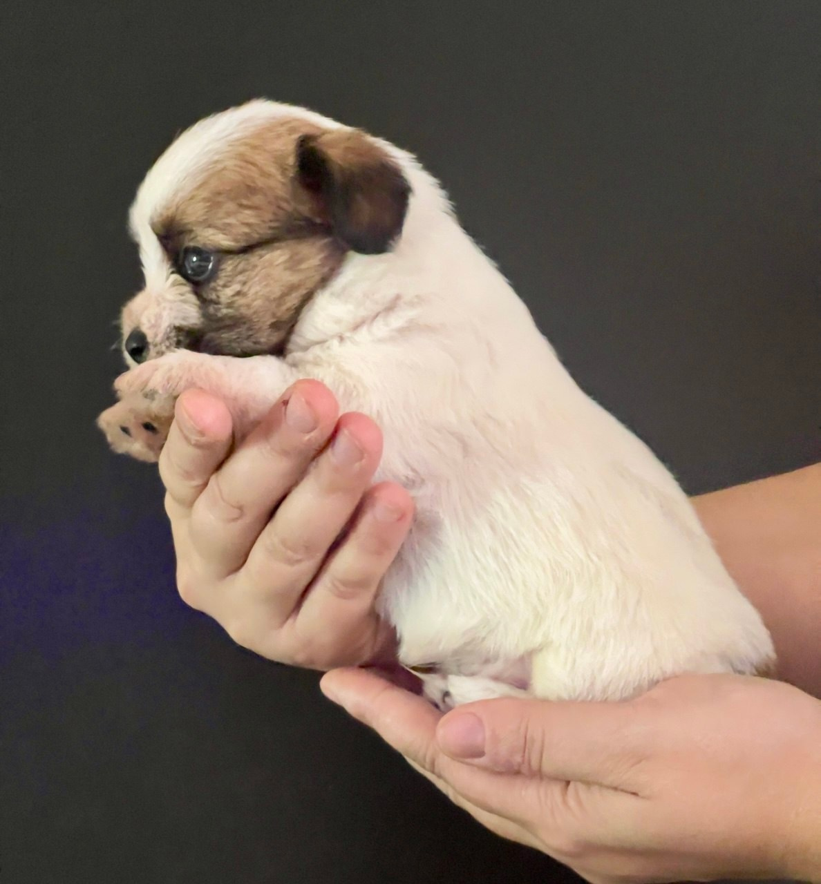 Кобель 2. Lovely-Orange питомник джек рассел терьеров