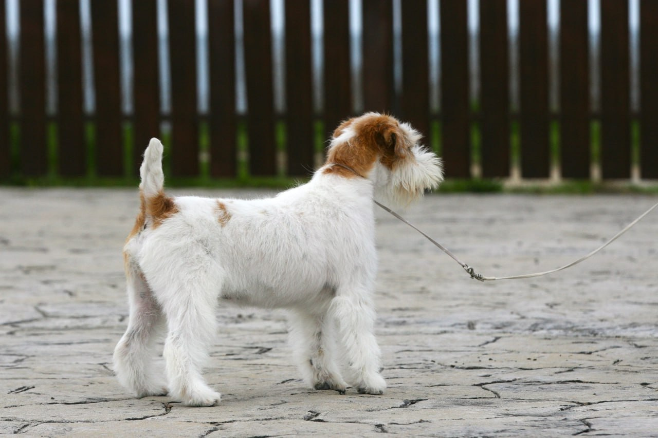 Lovely-Orange Colambina. Lovely-Orange питомник джек рассел терьеров