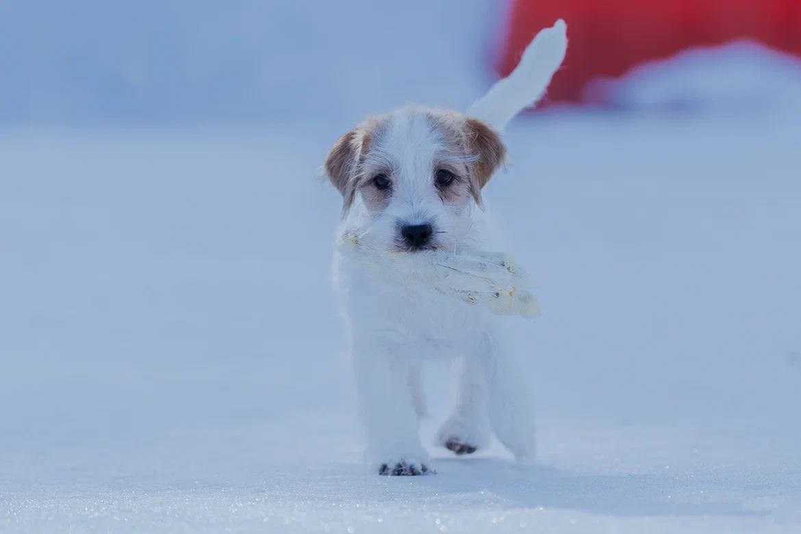 Сука 5. Lovely-Orange питомник джек рассел терьеров