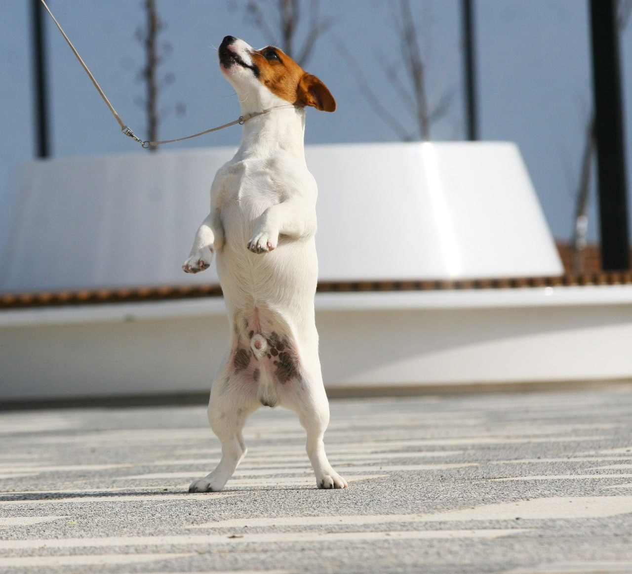 VOLNA STAR LAGERFELD LEGENDS. Lovely-Orange питомник джек рассел терьеров