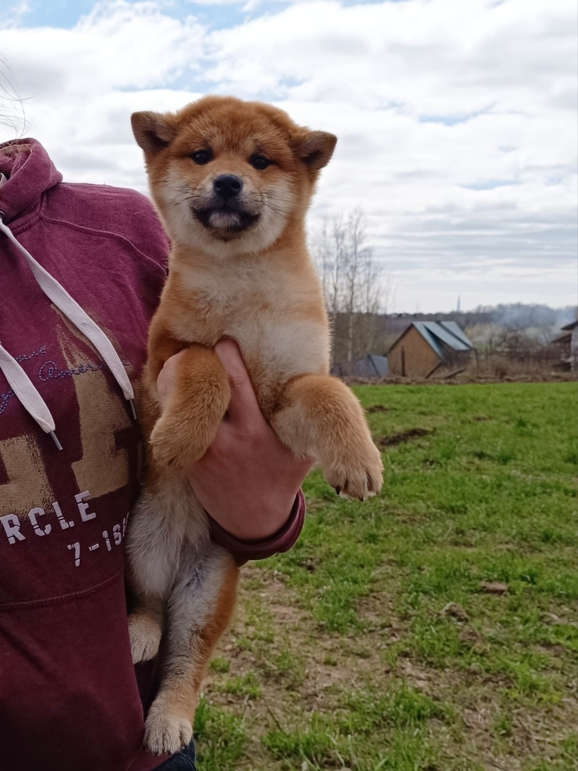 Сиба Rubylight Ellis питомник Рубилайт 