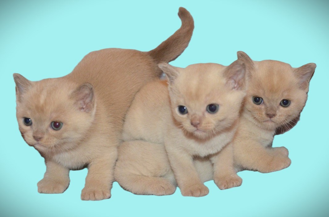 Котёнок американской бурмы. Las Burmas — питомник американской бурмы традиционных линий