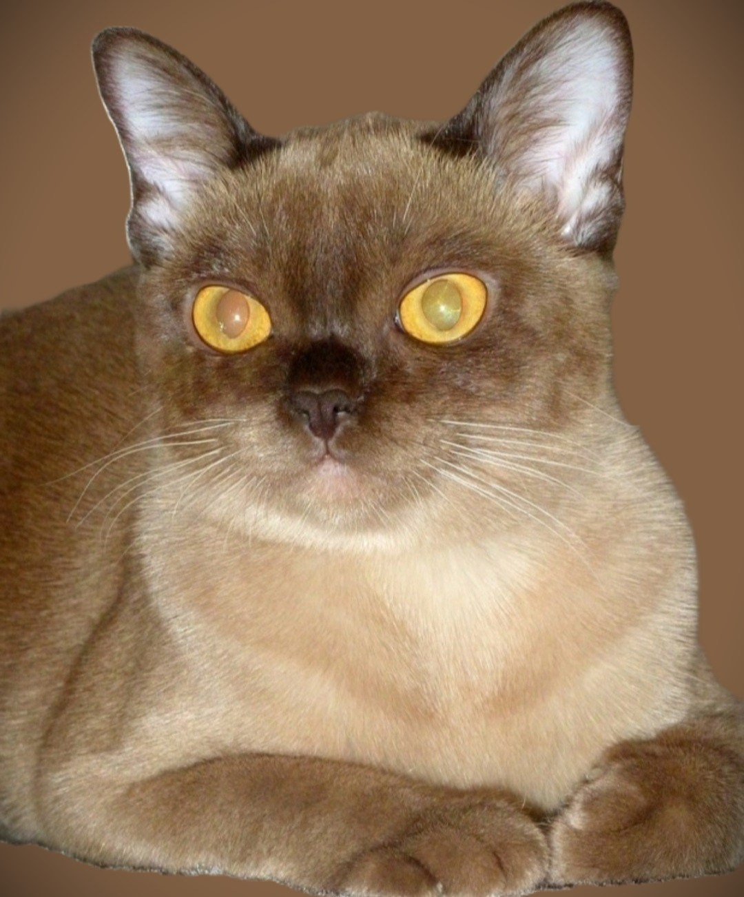 Котёнок американской бурмы. Las Burmas — питомник американской бурмы традиционных линий