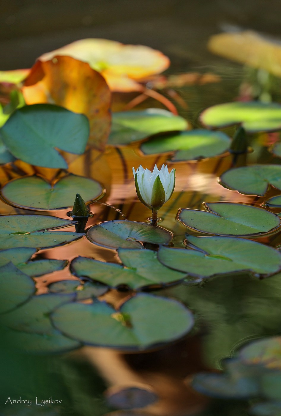 Водные сады. Ландшафтный фотограф Андрей Лысиков, Москва