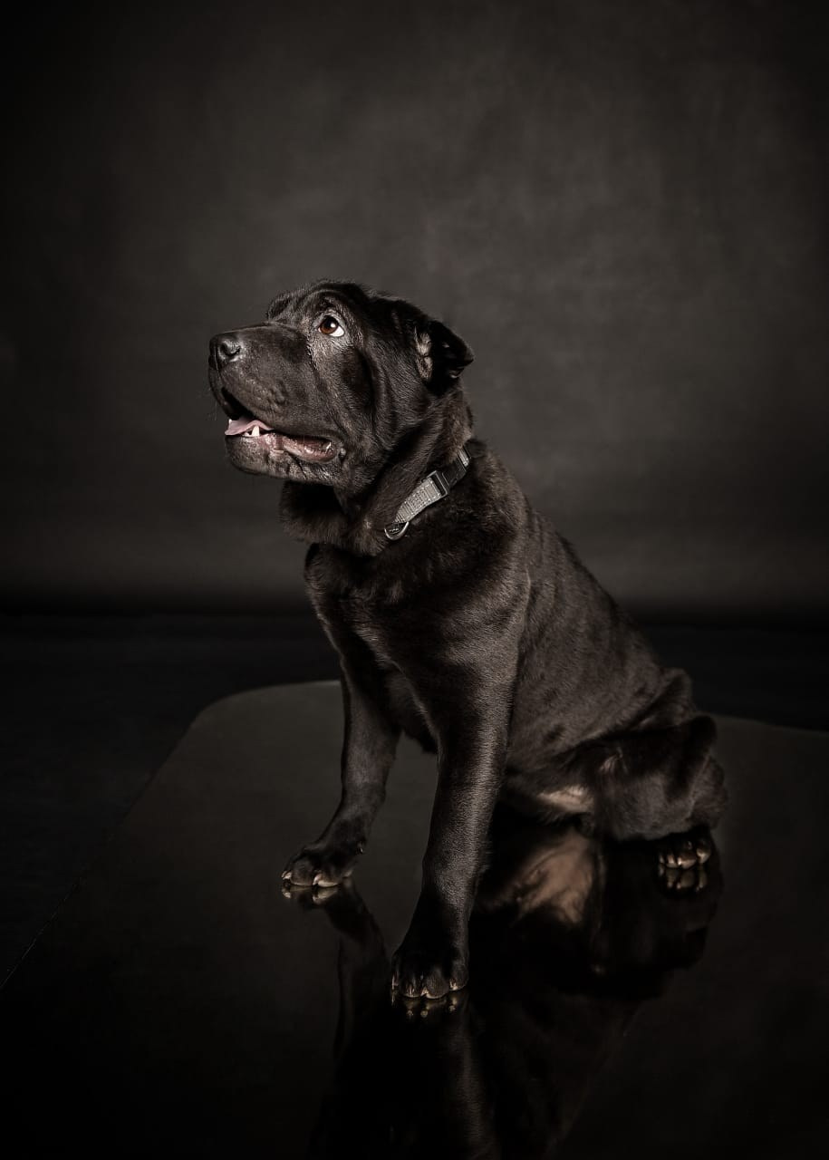 Купить Булли Улан Удэ, Купить Американского Булли Улан Удэ, Американский Булли Улан Удэ, Купить щенка Булли Улан Удэ,  Питомник Американских булли Улан Удэ, 