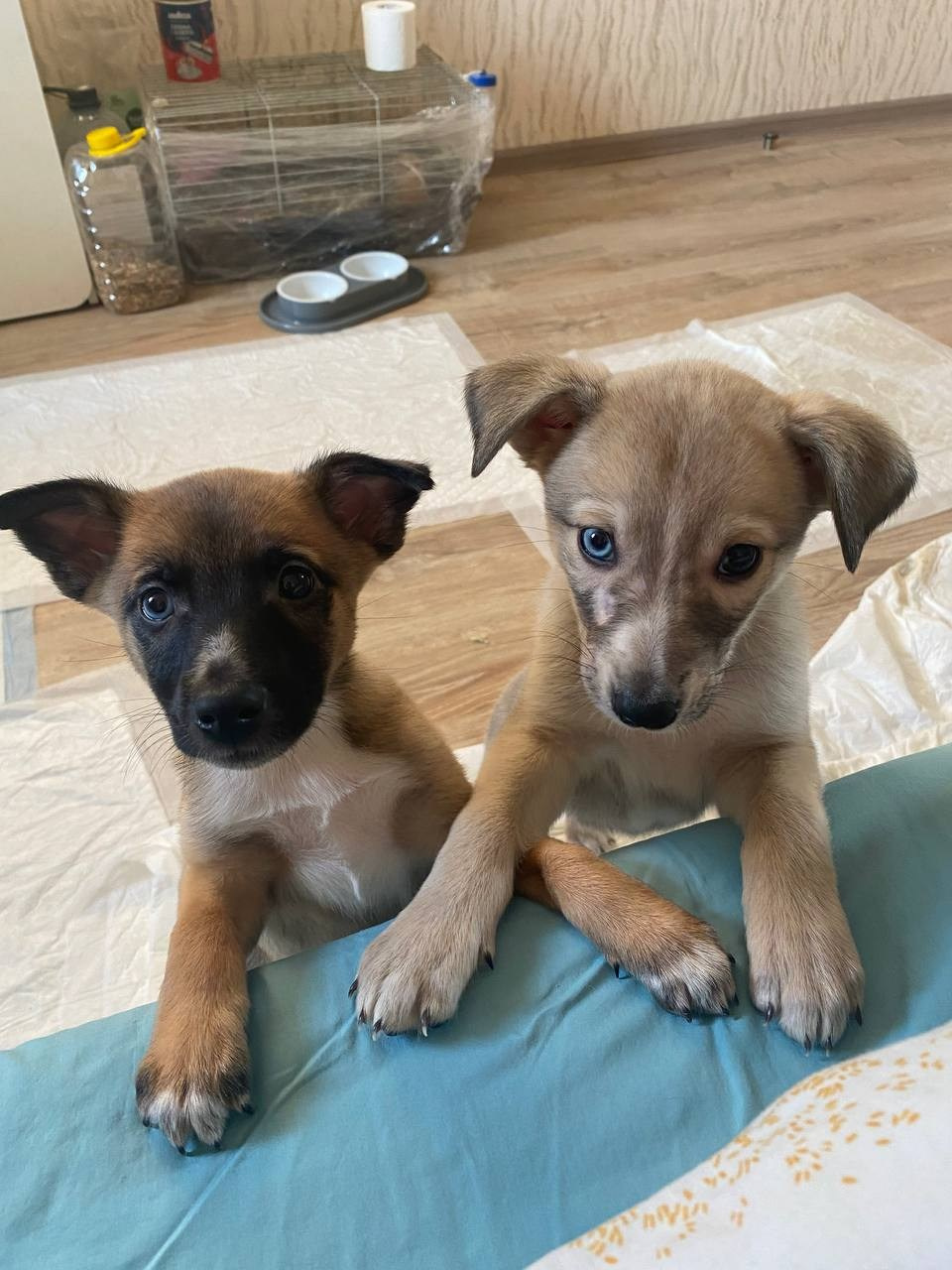 Прогулки и волонтерство. Забери домой друга