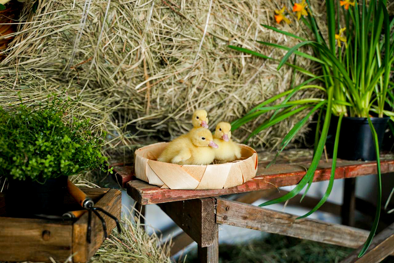 Пасхальная фотосессия. Семейный и детский фотограф в Москве Евгения Миронова