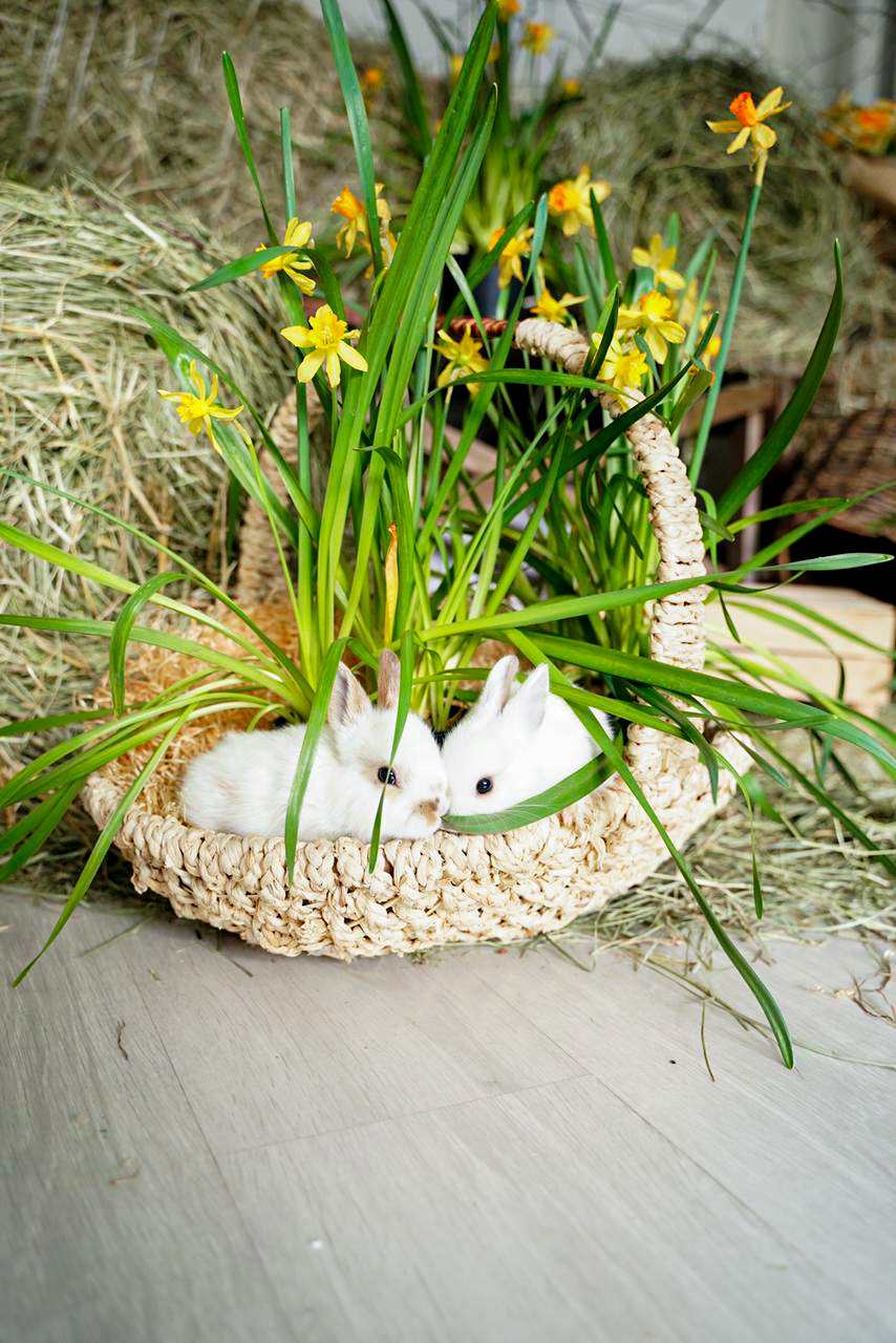 Пасхальная фотосессия. Семейный и детский фотограф в Москве Евгения Миронова