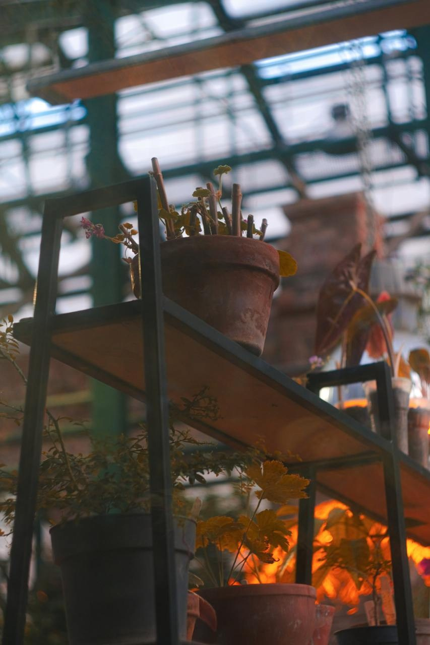 Аптекарский огород. Софа Катастрофа, Одичание. фотохудожница, креативный продюсер, автор. Nude, eros, портретный фотограф