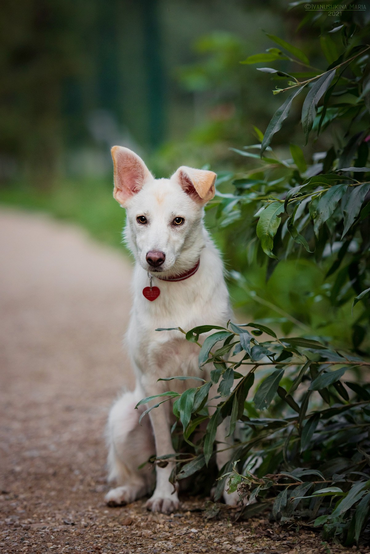 Пиарные фотосессии собак на пристройство. Фотограф собак в Москве и Московской области Иванушкина Мария