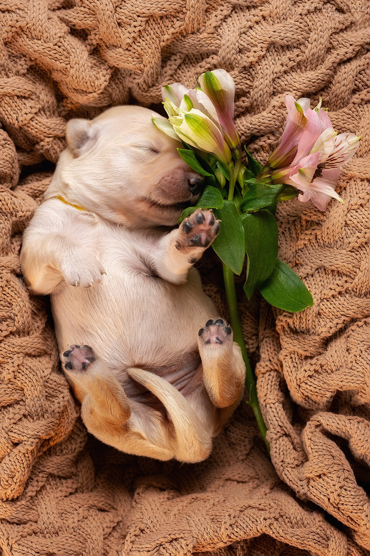 Ньюборн фотосессия щенков. Фотограф собак в Москве и Московской области Иванушкина Мария