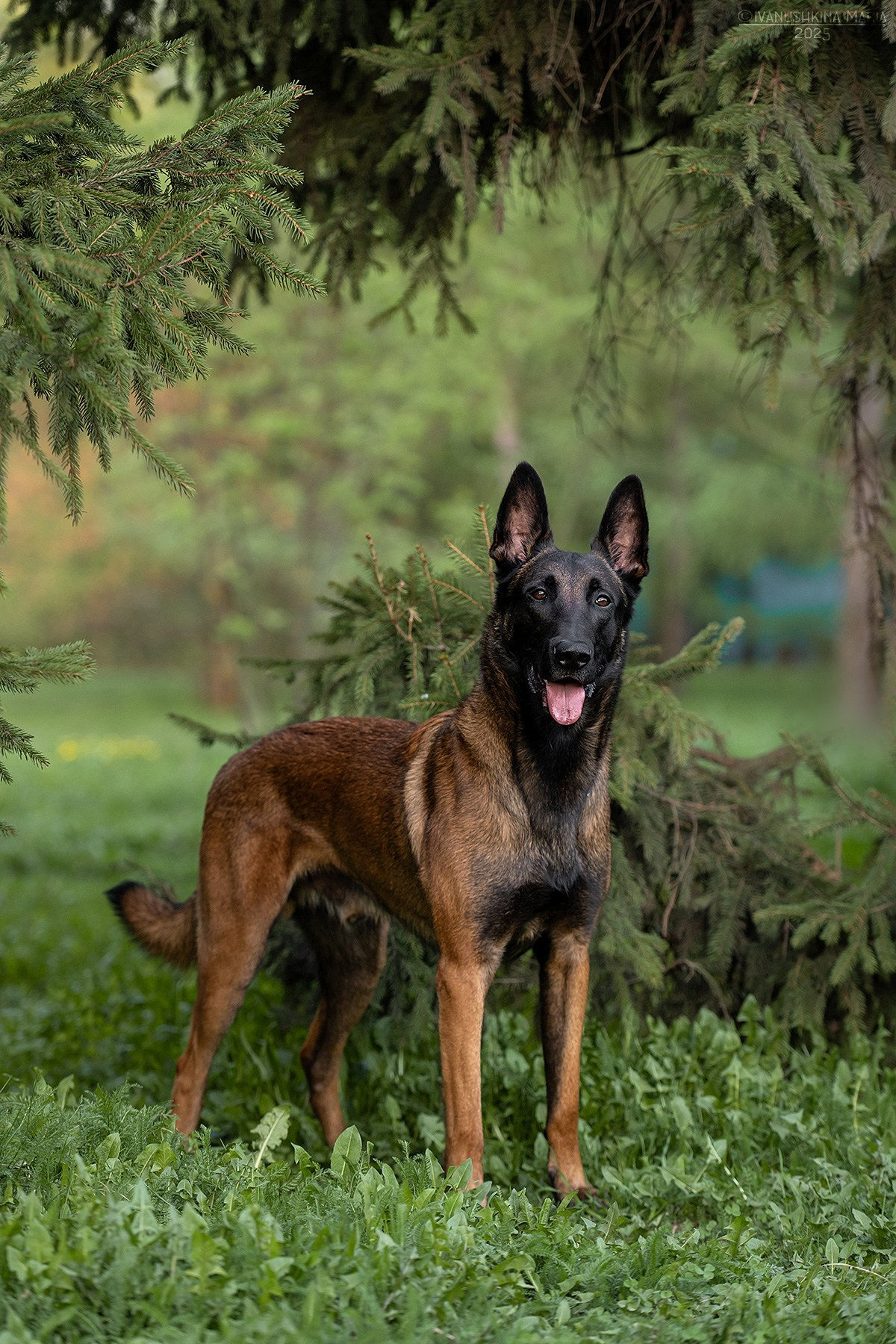 Фотограф-анималист. Фотограф собак в Москве и Московской области Иванушкина Мария