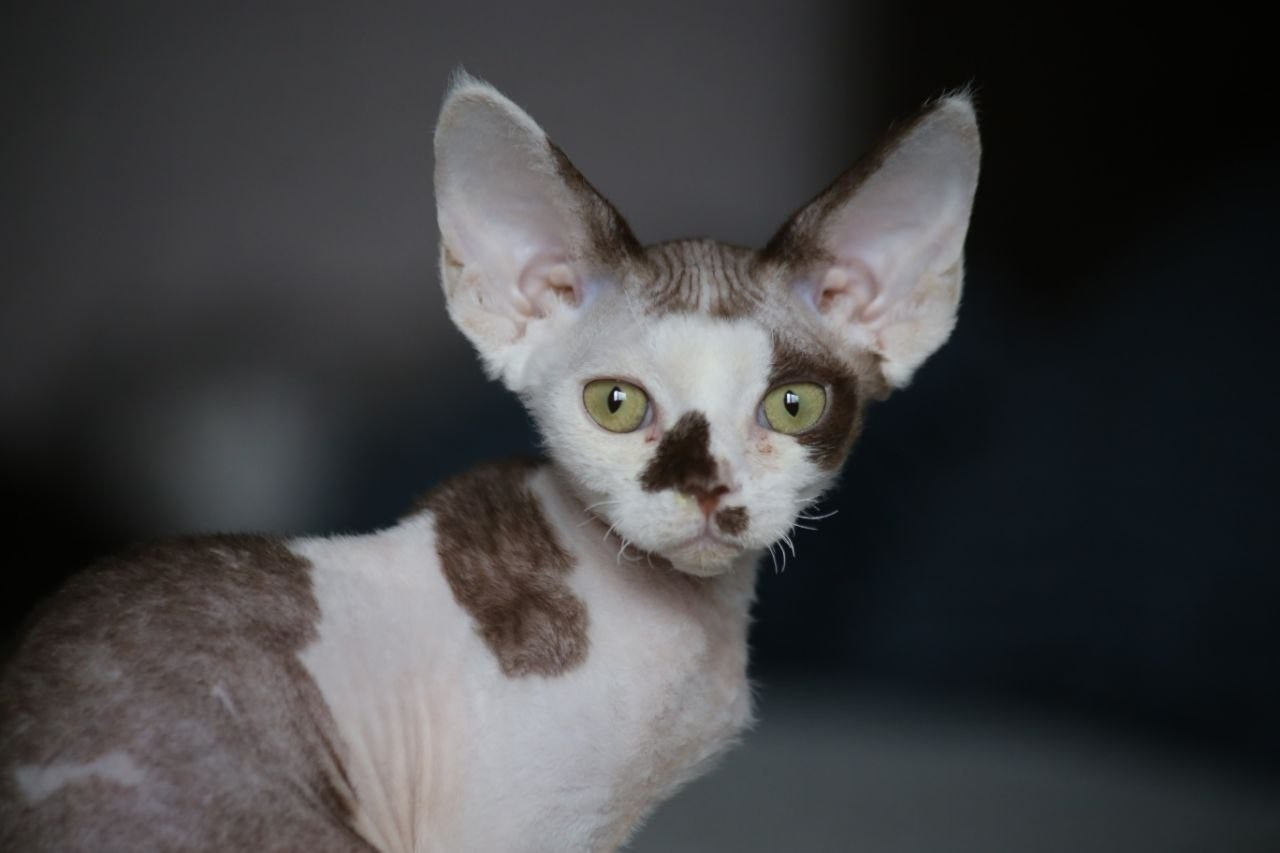 Nevskiy Favorite — питомник девон-рексов в Санкт-Петербурге. Здоровые, ласковые и редкие котята