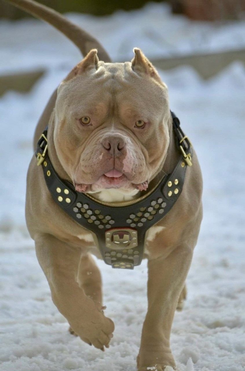 Булли стандарт кобель Зидан. ПИТОМНИК СОБАК ПОРОДЫ АМЕРИКАНСКИЙ БУЛЛИ