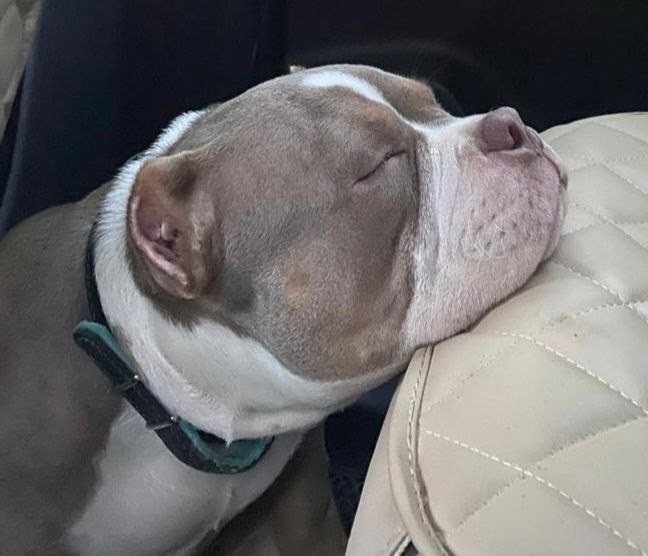 кобель на вязку Американский булли в Тюмени