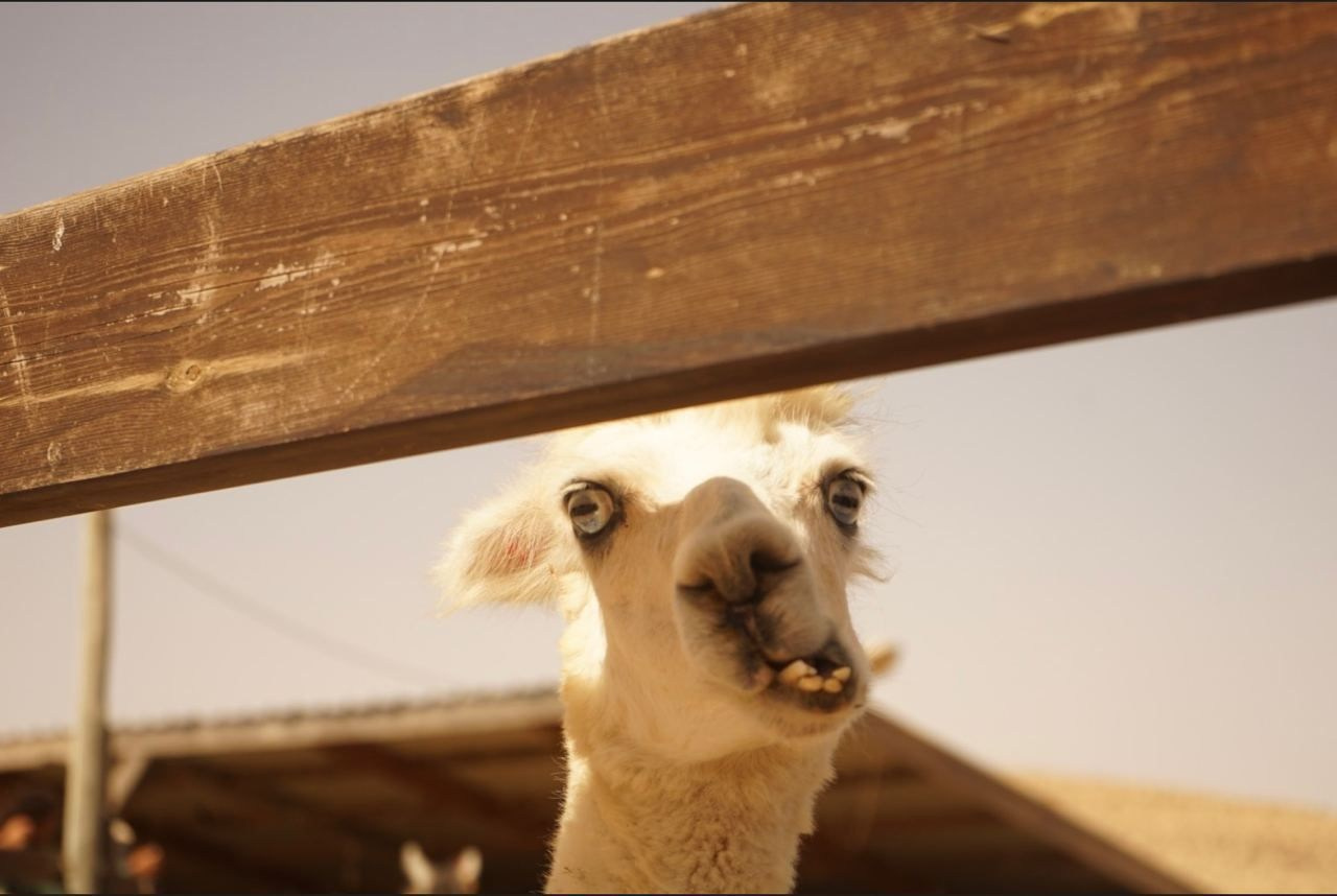 Автор: Оля Штальберг